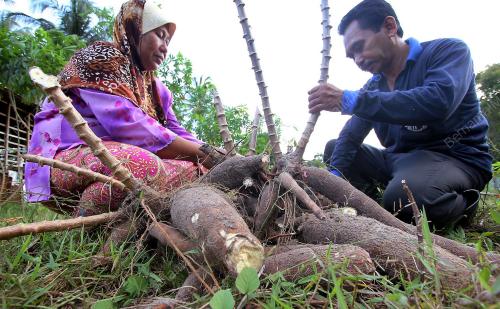 UBI KAYU