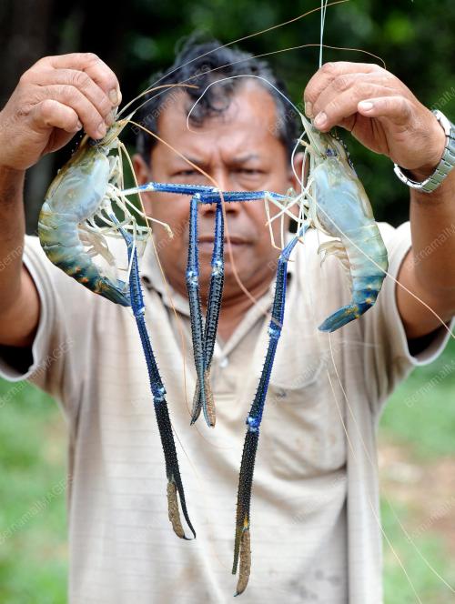 PH01_15122012_UDANG