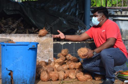 BUAH KELAPA MENJELANG THAIPUSAM