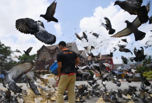 BURUNG MERPATI TARIKAN PELANCONGAN