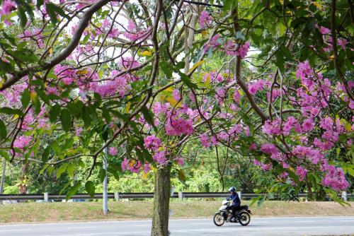 PH01_16042019_BUNGA