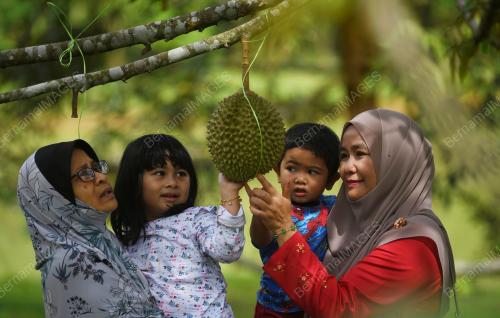 DURIAN MUSANG KING