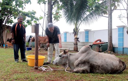 TINJAUAN LEMBU KORBAN