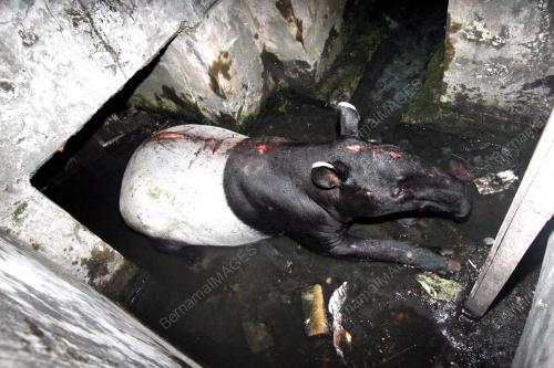 TAPIR TERPERANGKAP DALAM PARIT