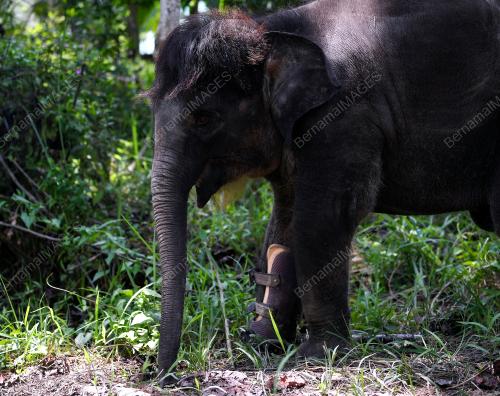 PH01_17102019_GAJAH_KUDUNG
