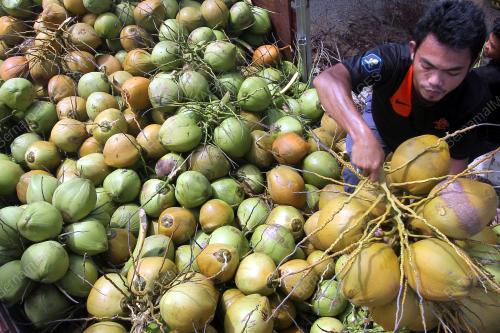PH01_18022016_KELAPA