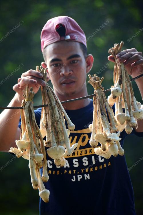 PH01_19042017_CENDAWAN