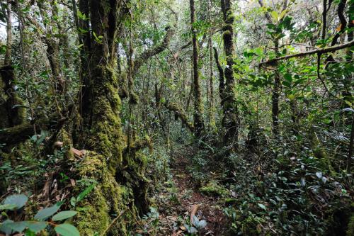 HUTAN MOSSY DI CAMERON HIGHLANDS