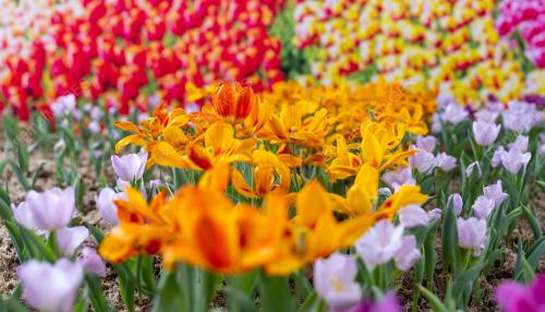 BUNGA TULIP
