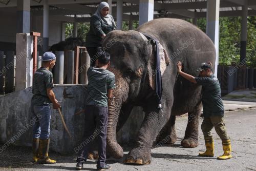 MAHUT (PENGEMBALA GAJAH) WANITA