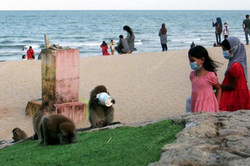 MONYET LIAR DI TELUK CEMPEDAK