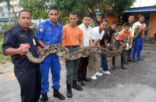 ULAR SAWA DITANGKAP