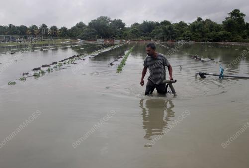 KEBUN TEMBIKAI DILANDA BANJIR
