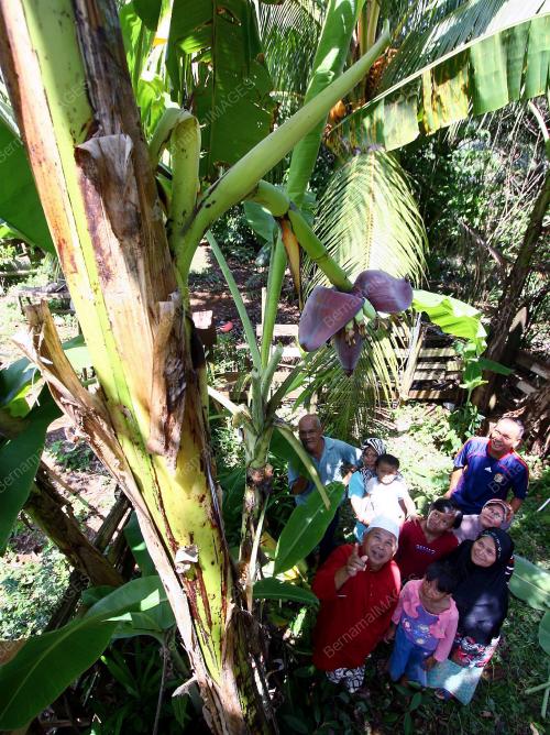 POKOK PISANG