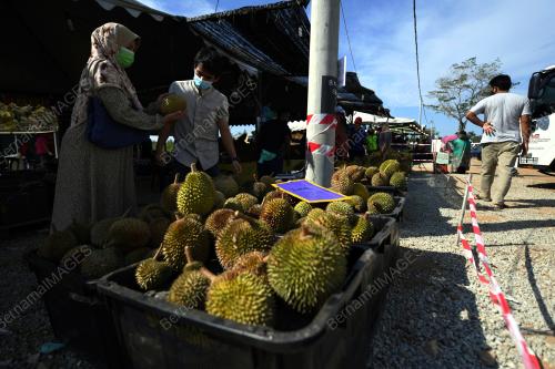 DURIAN PKP