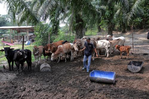 PH01_25092019_LEMBU