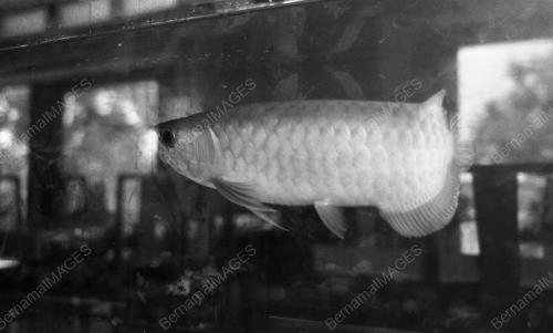 PH01_26012015_IKAN