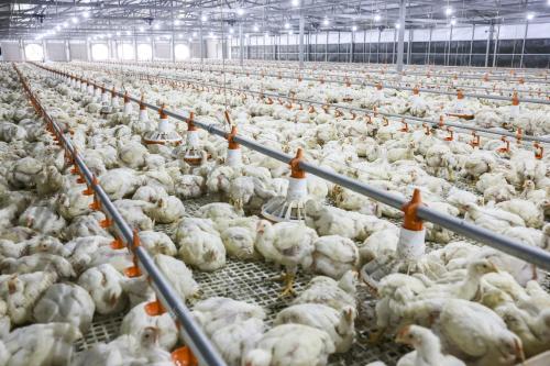 KOMPLEKS LADANG AYAM PEDAGING (SISTEM TERTUP) FELCRA