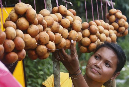 BUAH TAMPOI