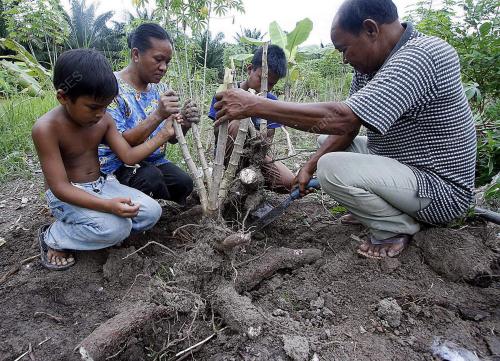 UBI KAYU