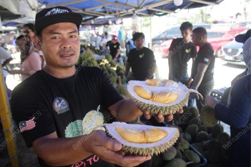 MUSIM BUAH DURIAN