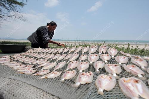 PH01_29032016_IKAN_KERING