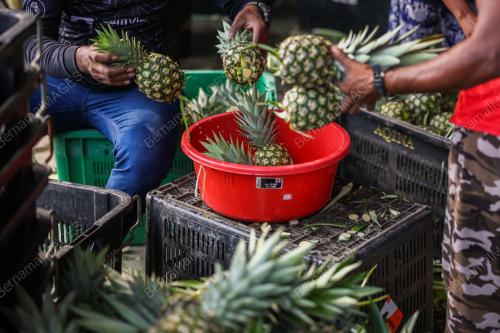 NANAS MD2 MAMPU MENAIK TARAF HIDUP B40