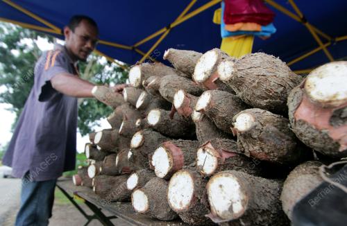 MENJUAL UBI KAYU