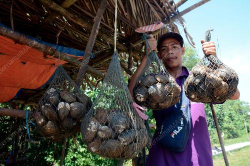PENJUAL LOKAN