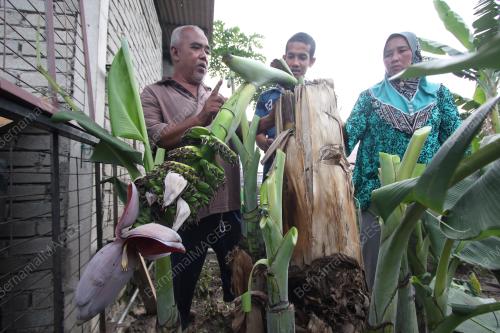 PH02_01042017_PISANG
