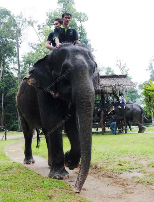 PH02_02012012_GAJAH