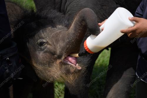 PH02_02092018_GAJAH_BN201809017120