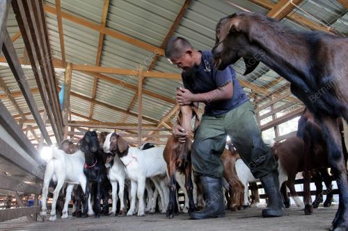 TINJAUAN DI KANDANG KAMBING MENJELANG AIDILADHA