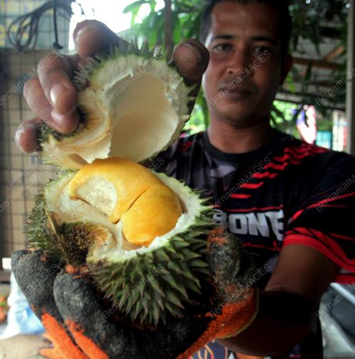DURIAN HIJAU KAMPUNG BESERAH