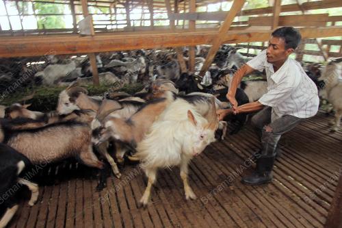PH02_03102014_KAMBING