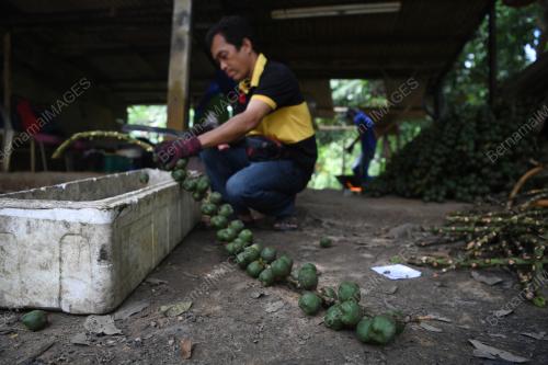 BUAH KABUNG LARIS BULAN PUASA