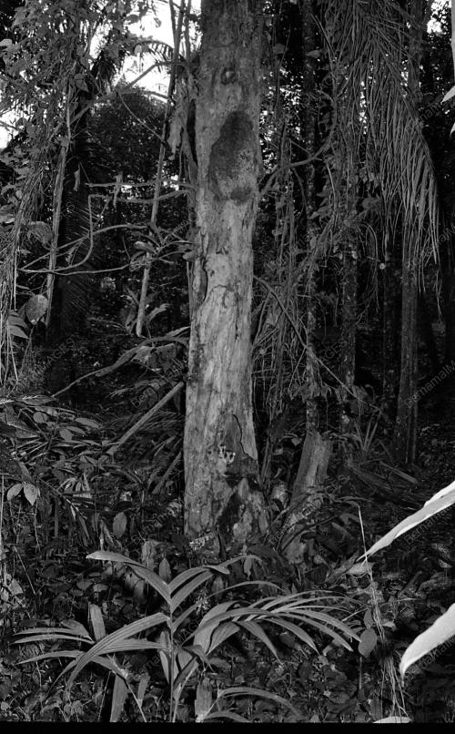 BURUNG HANTU