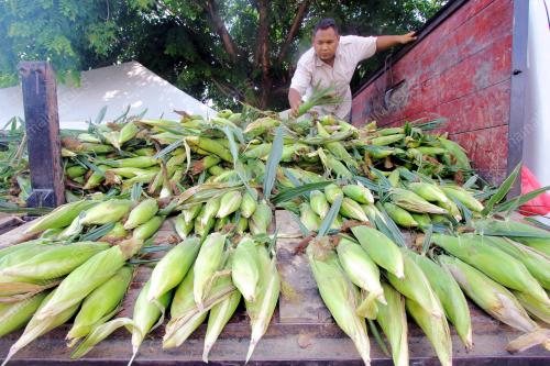 PH02_05052014_JAGUNG