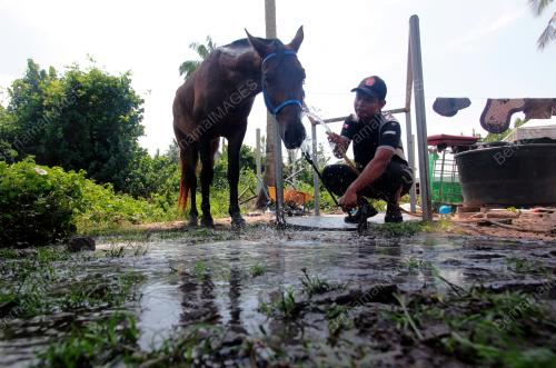 MANDIKAN KUDA AGAR SENTIASA SEGAR