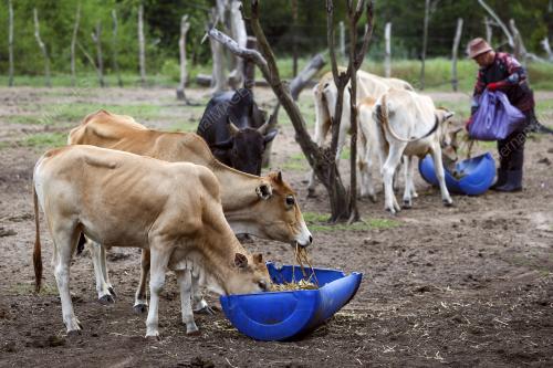 LEMBU KORBAN AIDILADHA