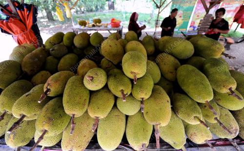PH02_05092012_NANGKA