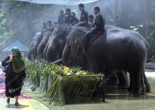 PH02_05092015_GAJAH