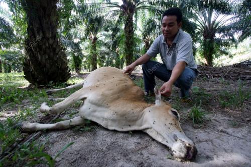 LEMBU MATI