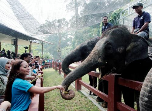 PH02_07092019_GAJAH