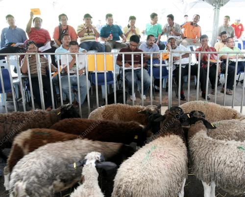 KAMBING DORPER