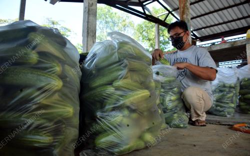 GRADUAN UNIVERSITI JUAL SAYUR