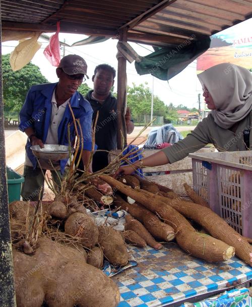 UBI_REZEKI MUSIM TENGKUJUH