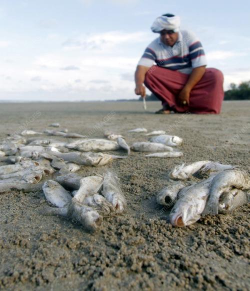 PH02_09052016_IKAN_MATI
