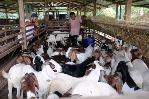 TINJAUAN KAMBING UNTUK DIKORBANKAN