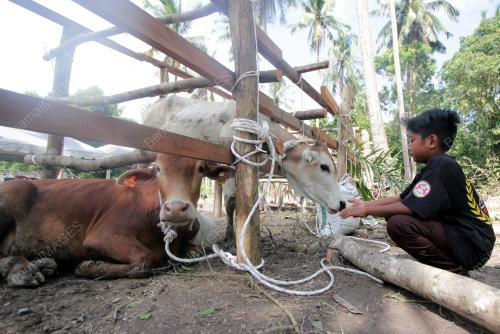 LEMBU UNTUK IBADAH KORBAN